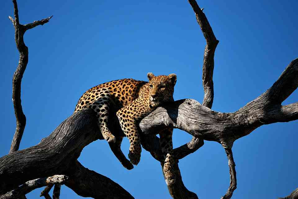 UK ETA voor Batswana featured image